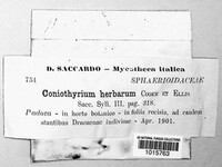 Coniothyrium herbarum image